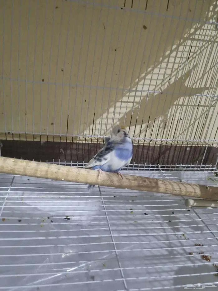 جوز بادجي هوقو 3