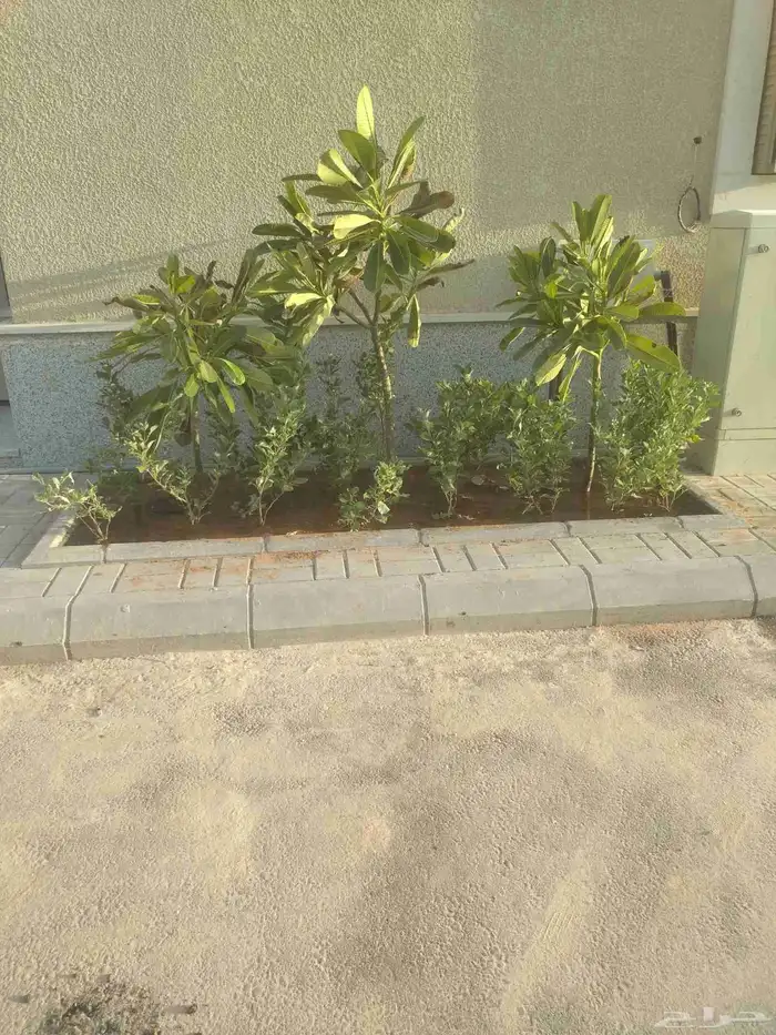 مشتل بيع الزهور والشتلات الزراعيه بجميع انواعها مع الصيانه ا 4