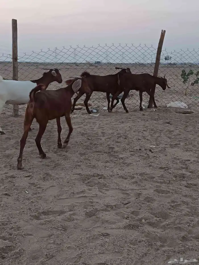 4 جفار جذعات فرش الفحل جروم ب 1500 ريال للراس نهائي 12