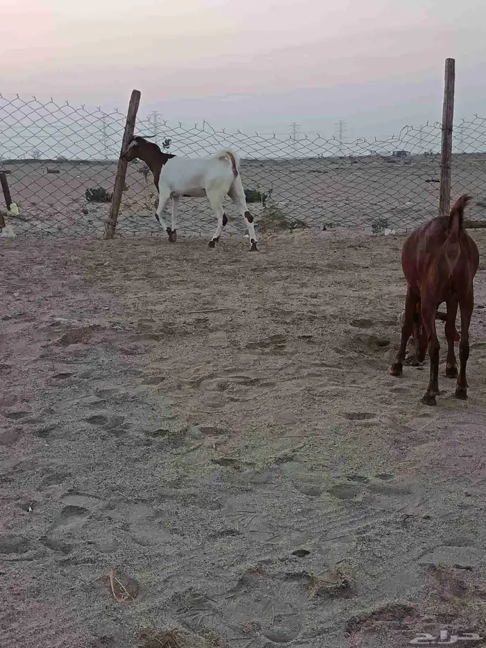 4 جفار جذعات فرش الفحل جروم ب 1500 ريال للراس نهائي 14