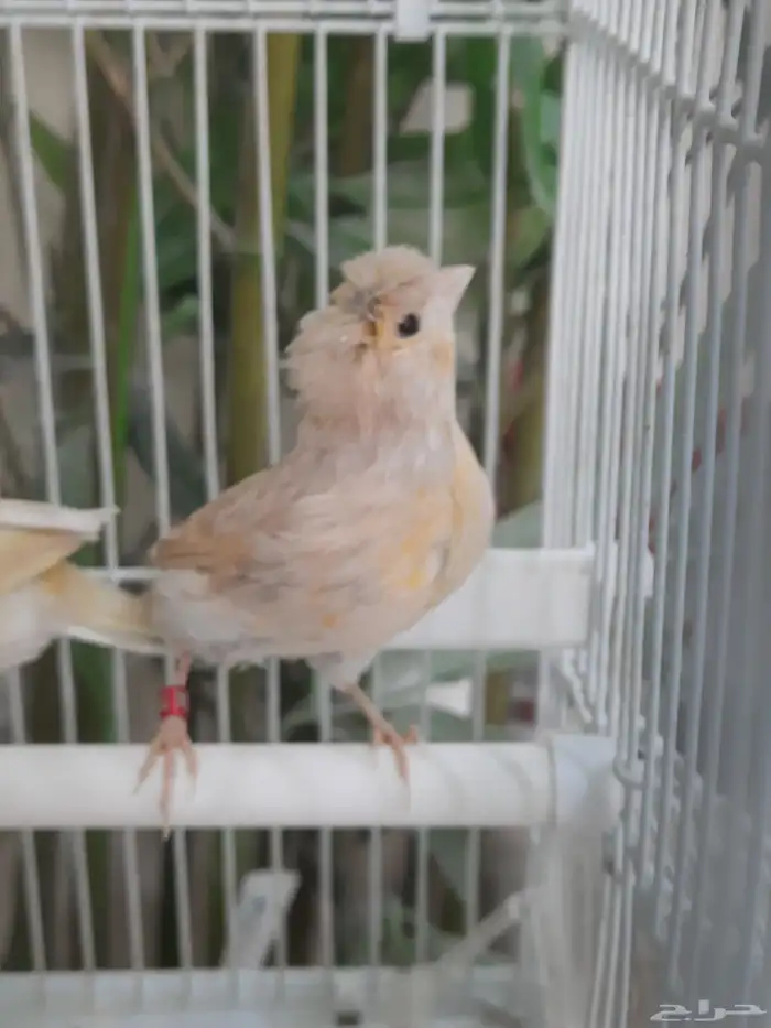 ذكرين كناري 7