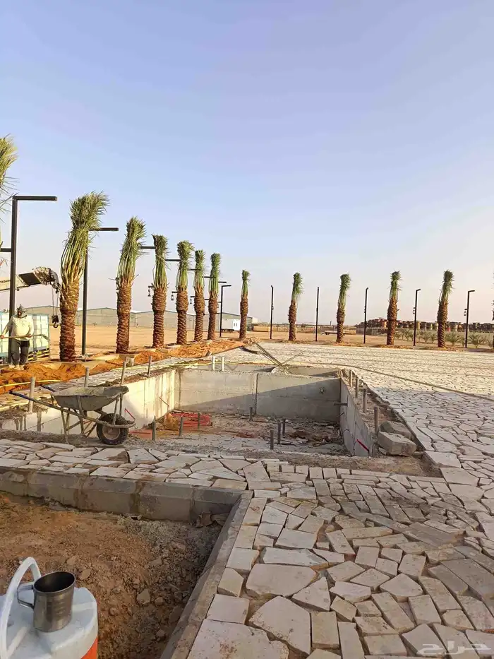 توريد جميع انواع النخل 6