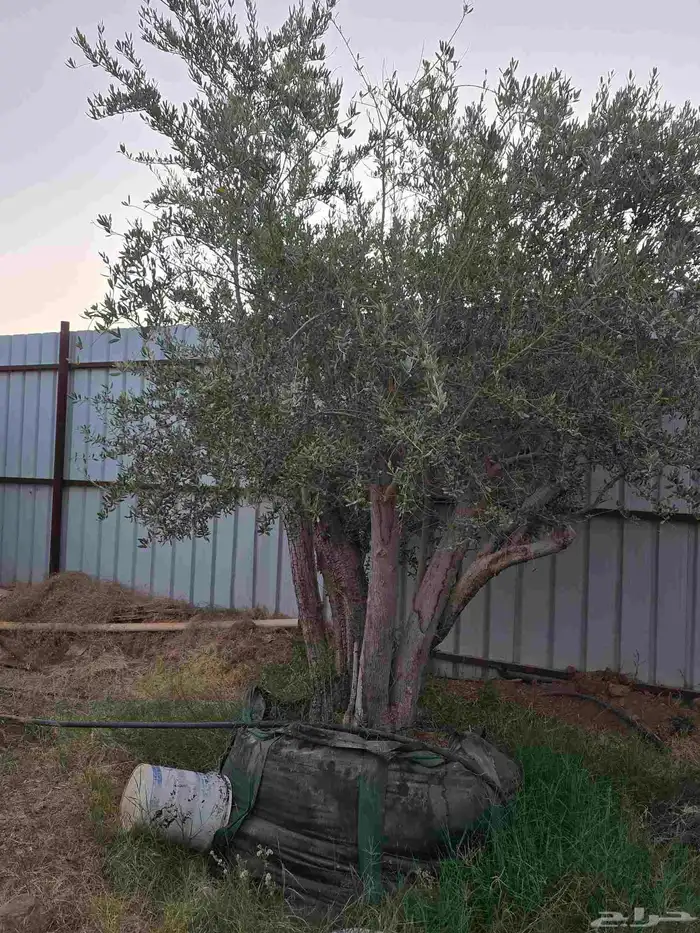 أشجار زيتون ونخل مثمرللبيع وأشجار بريه وتركيب الشبوك 9