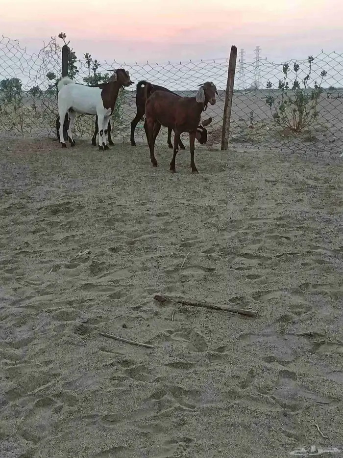 4 جفار جذعات فرش الفحل جروم ب 1500 ريال للراس نهائي 19