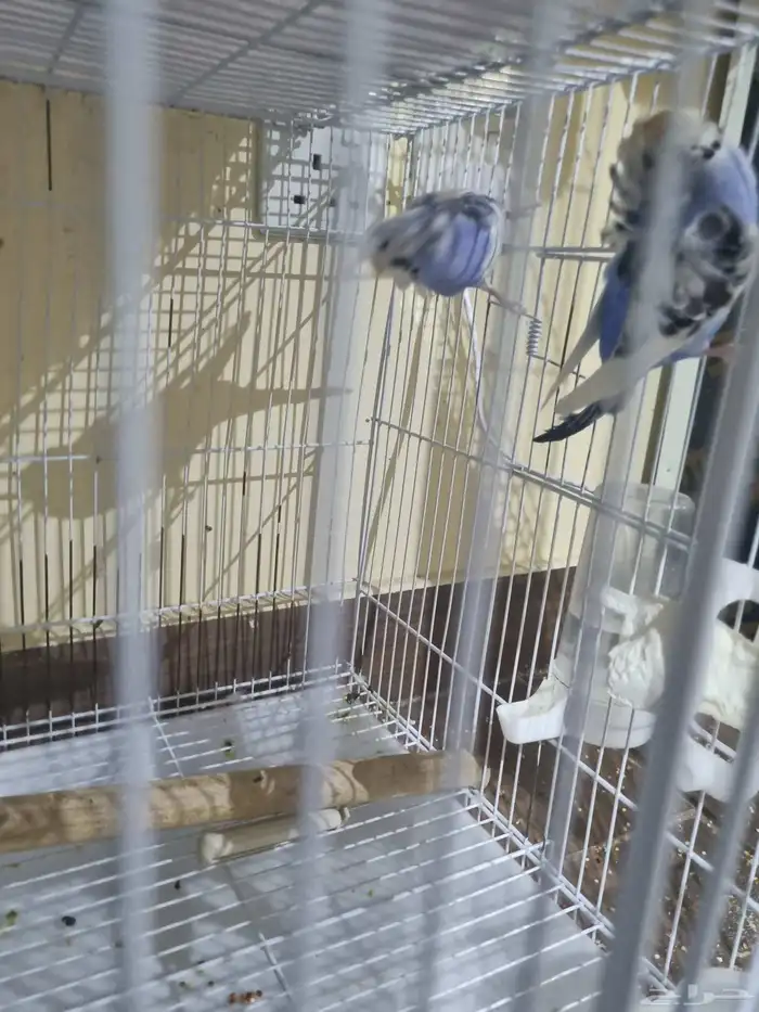 جوز بادجي هوقو 6