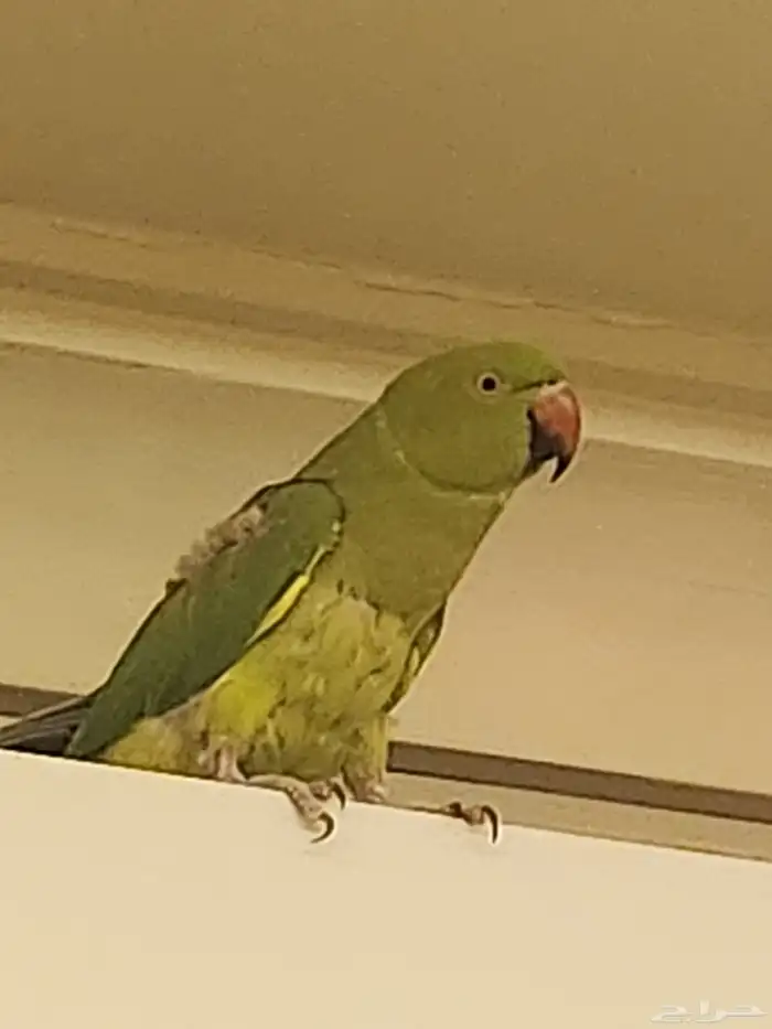 للبيع درة انثي 2