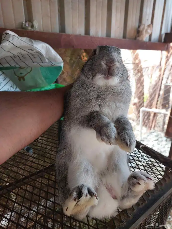 أرانب للبيع 5