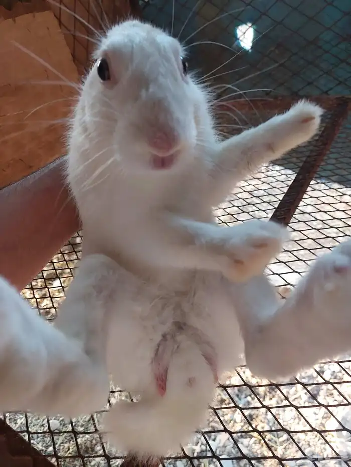 أرانب للبيع 1