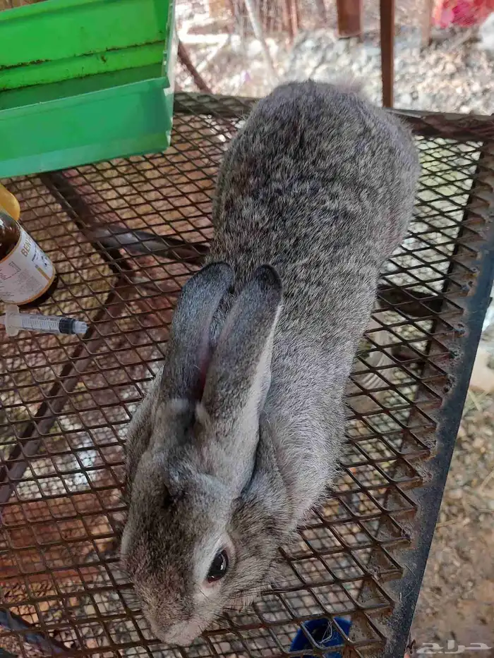 أرانب للبيع 4