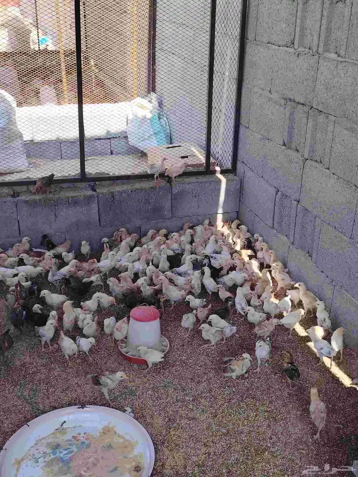 صوص بلدي عمر شهر واربعه ايام العدد حول ال 700 2