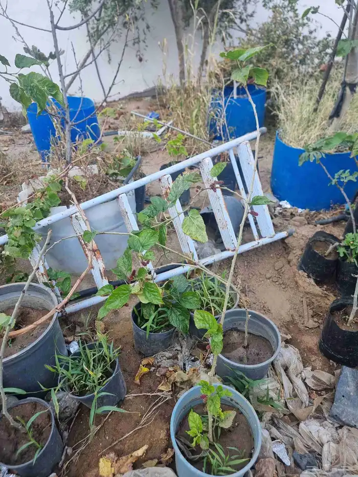 شتلات توت إيراني 2