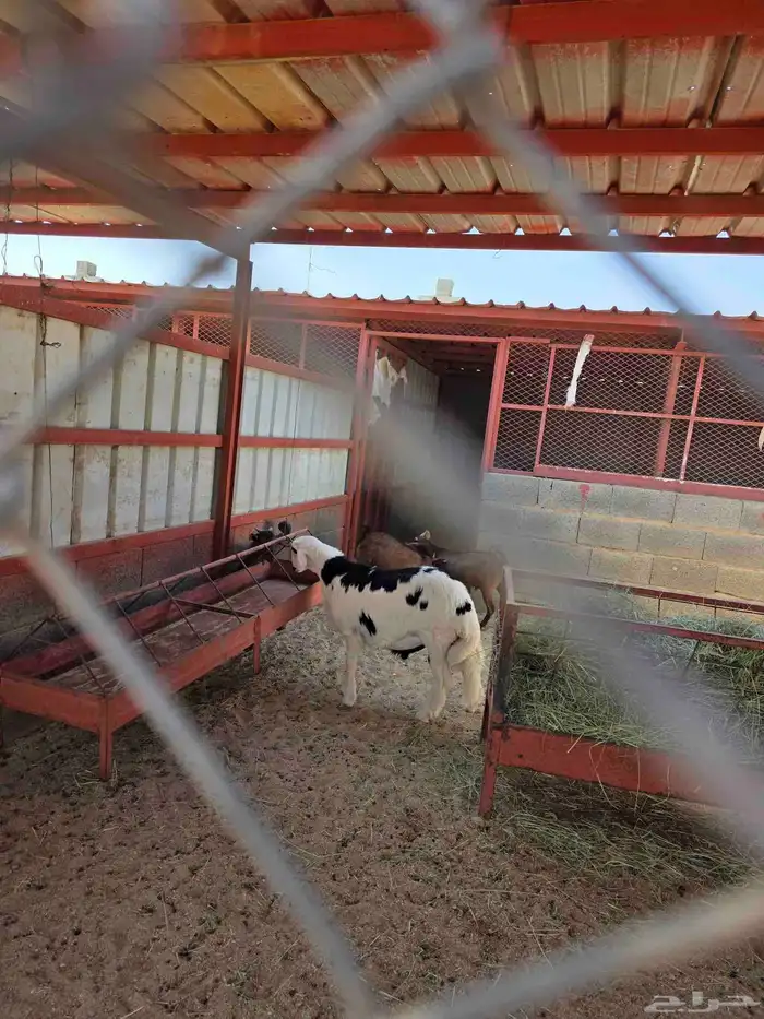 ذبايح ويوجد ذبح وتوصيل 0