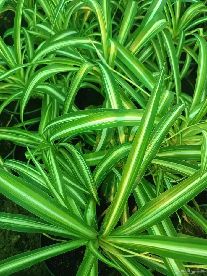 اجمل النباتات الداخلية 7