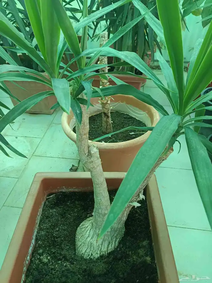 اجمل النباتات الداخلية 0