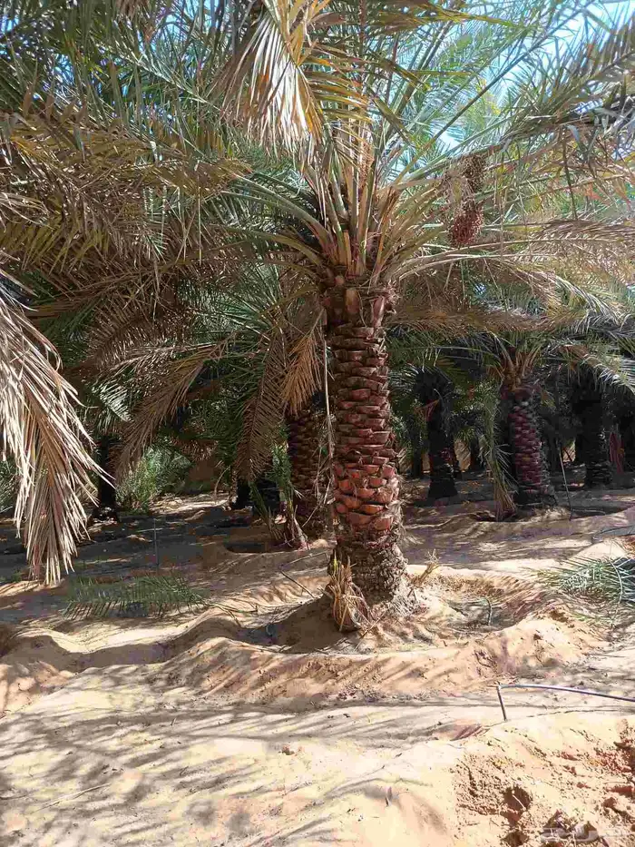 توريد جميع انواع النخل 7