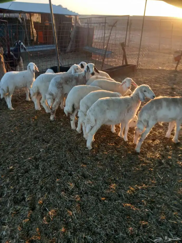 للبيع هرافي حريات مراح واحد العدد 11 طيبات وسليمه شرط 3