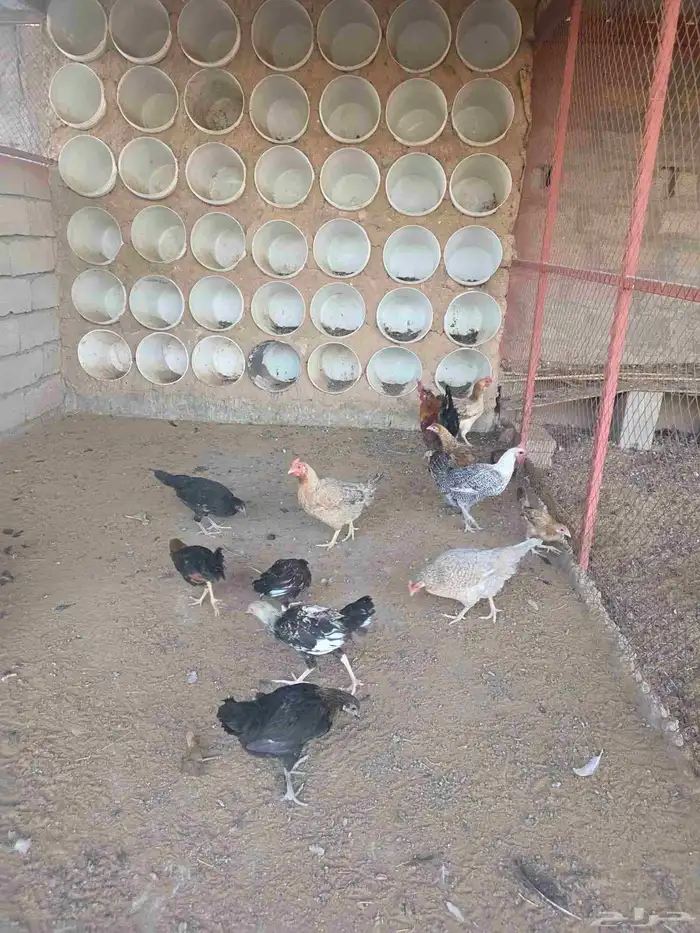 دجاج فيومي بلدي اندنوسي مشكل 2
