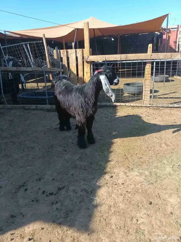 جفارعوارض طيبات العدد6 على السوم 2