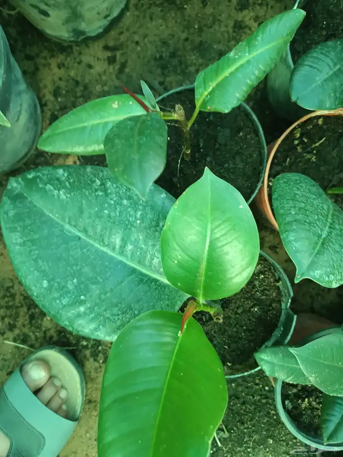 اجمل النباتات الداخلية 1