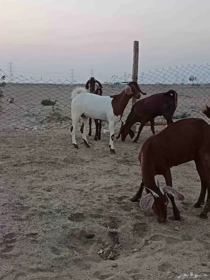 4 جفار جذعات فرش الفحل جروم ب 1500 ريال للراس نهائي 13