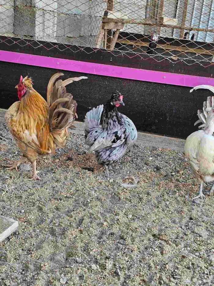 دجاج عربي كويتي هزاز 4