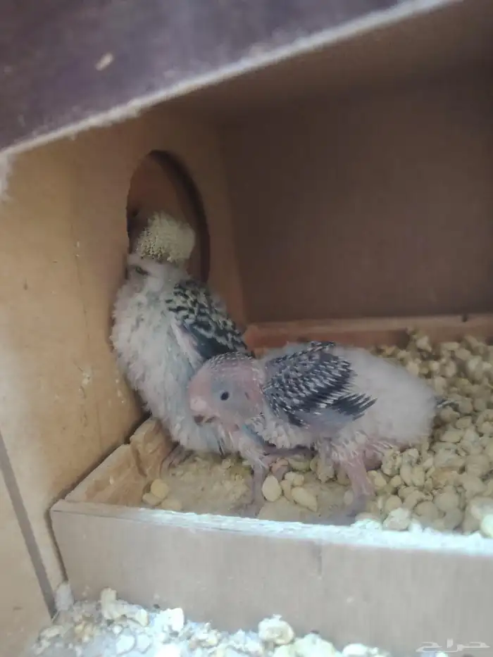 جوز بادجي معاهم فرخين 4