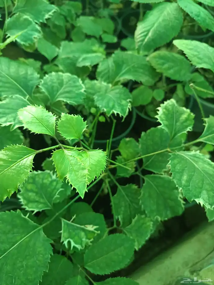 اجمل النباتات الداخلية 2