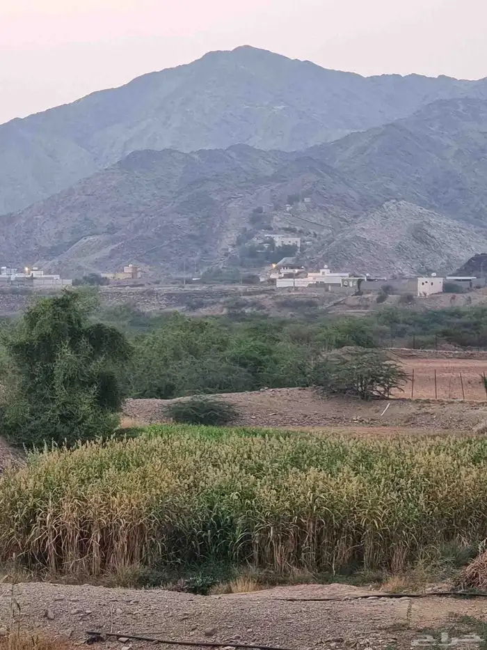 قصب للبيع في الكسر 0