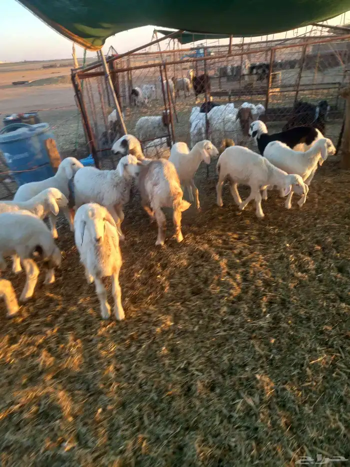 للبيع هرافي حريات مراح واحد العدد 11 طيبات وسليمه شرط 4