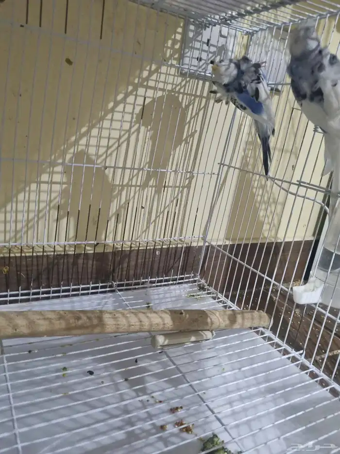 جوز بادجي هوقو 1