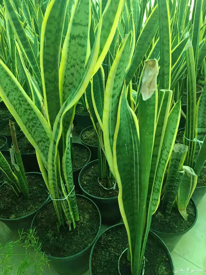 اجمل النباتات الداخلية 9