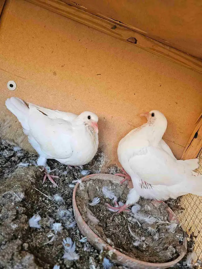 زغاليل فرنسي وزاجل ذبح 4