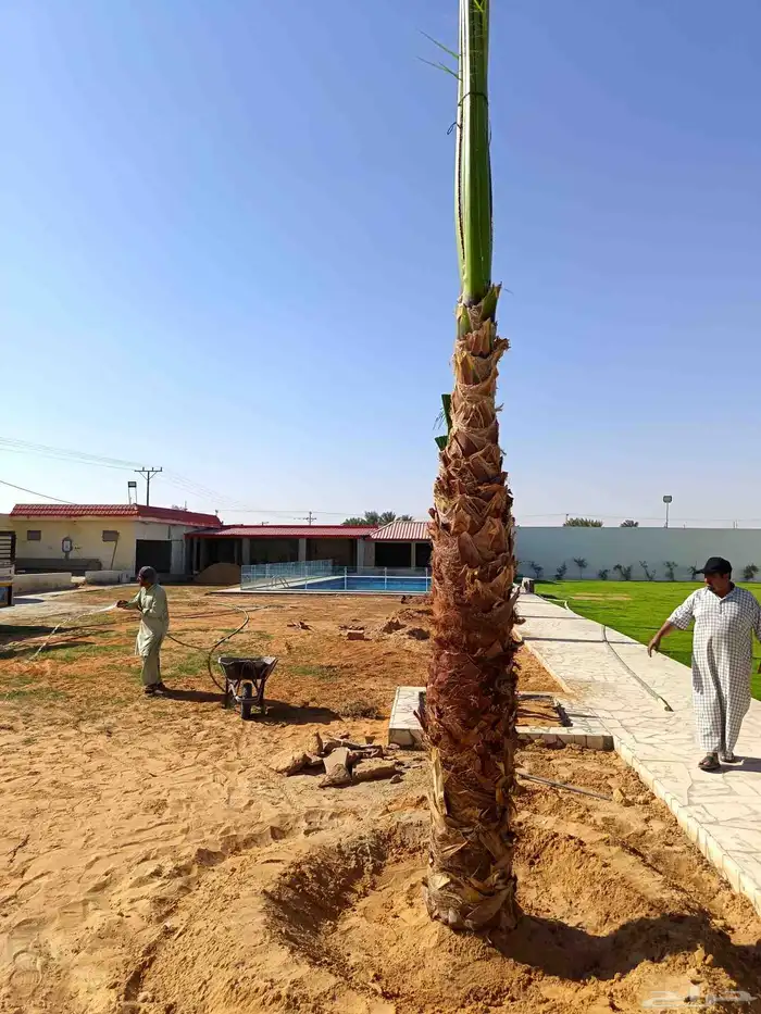 توريد جميع انواع النخل 0