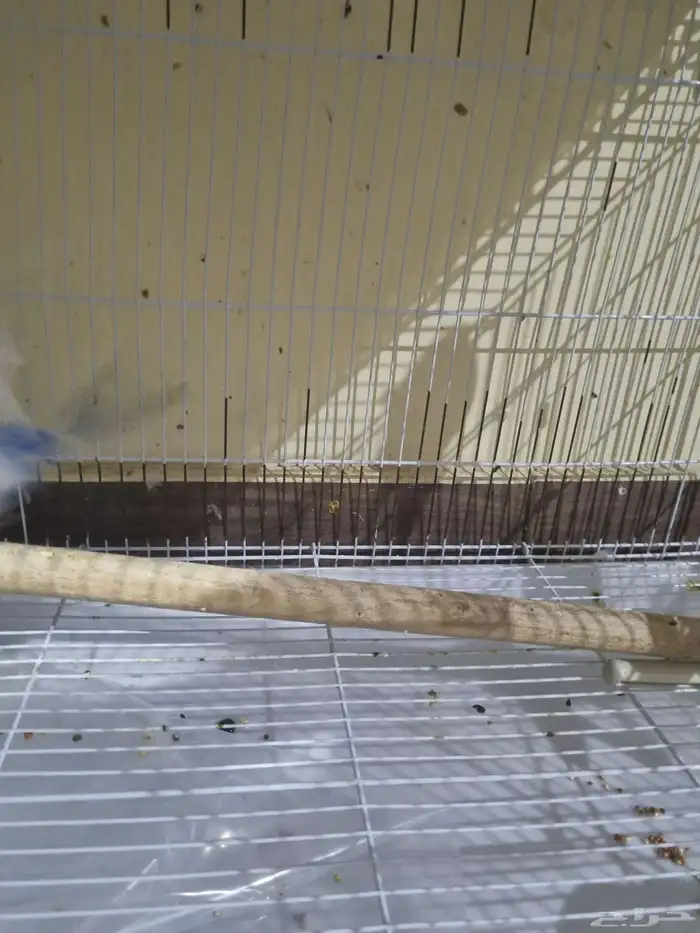 جوز بادجي هوقو 5