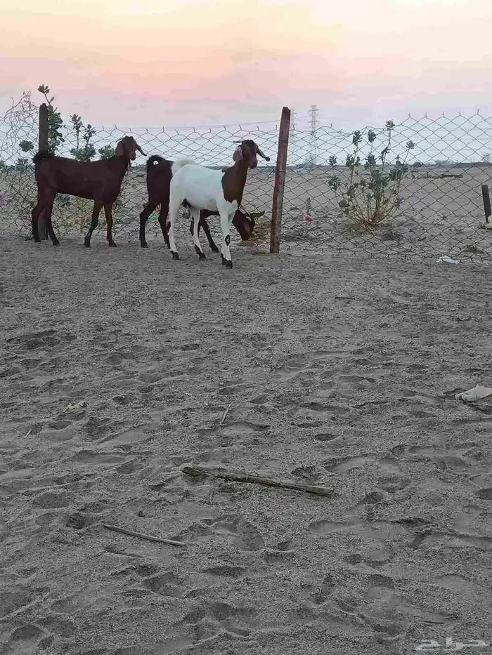 4 جفار جذعات فرش الفحل جروم ب 1500 ريال للراس نهائي 18