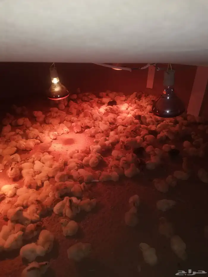 صوص دجاج بلدي فواتح 1