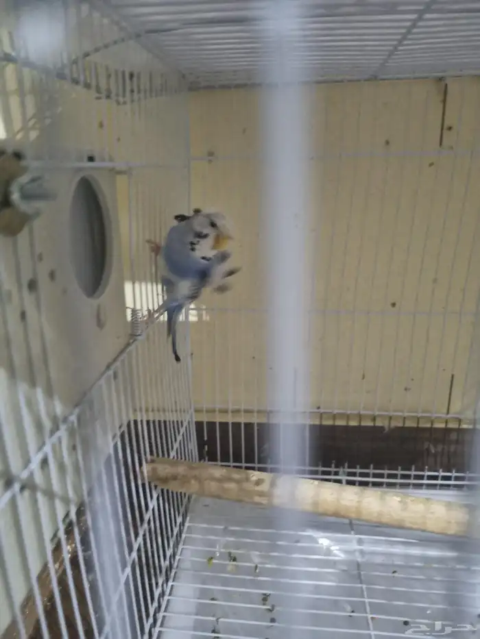 جوز بادجي هوقو 4