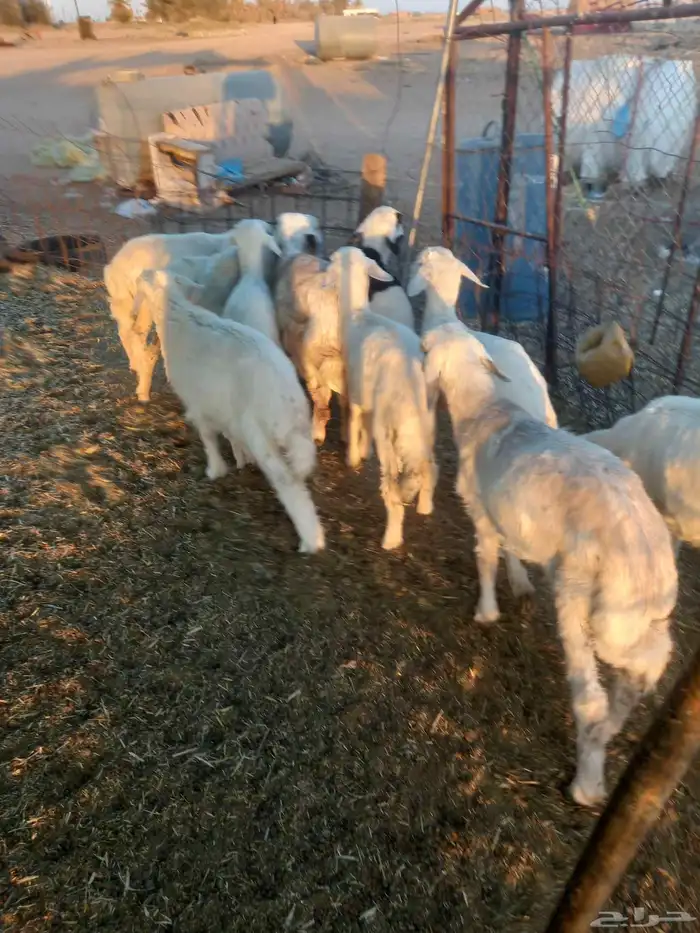 للبيع هرافي حريات مراح واحد العدد 11 طيبات وسليمه شرط 1