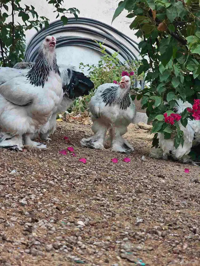 دجاج براهما كولمبي 9