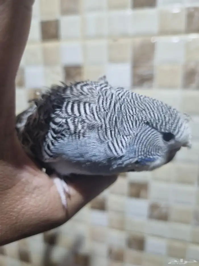 فرخ انجليزي اليف 2