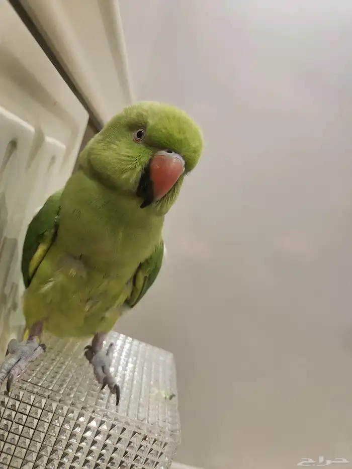 للبيع درة انثي 0