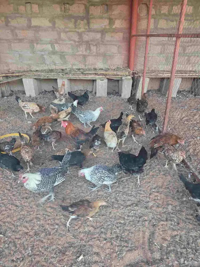 دجاج فيومي بلدي اندنوسي مشكل 1