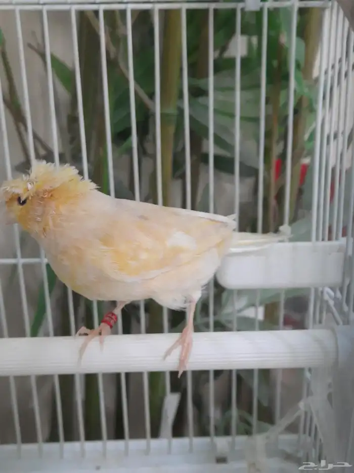 ذكرين كناري 6