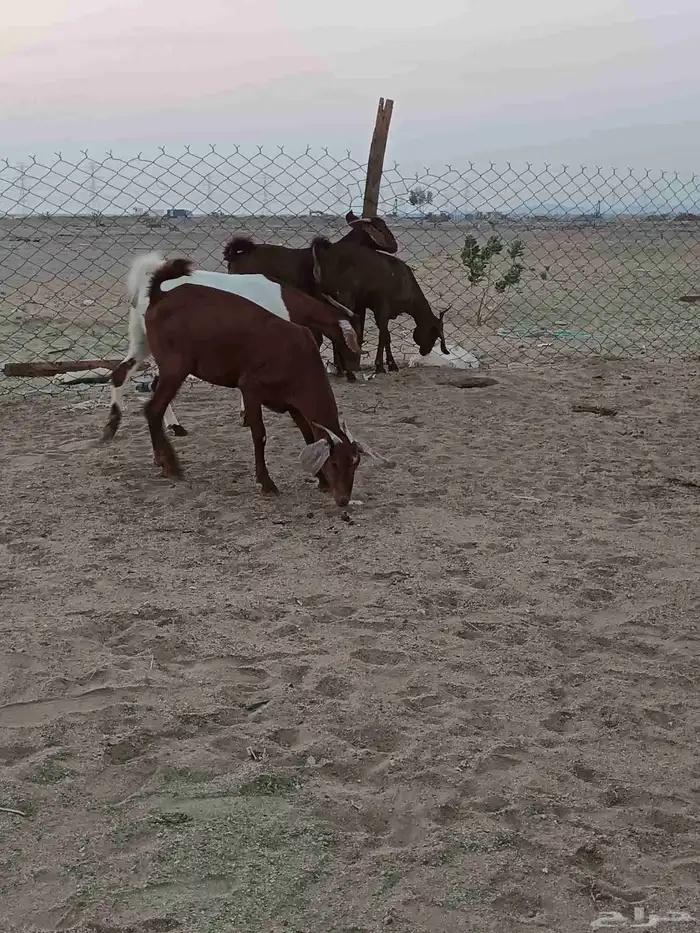 4 جفار جذعات فرش الفحل جروم ب 1500 ريال للراس نهائي 11