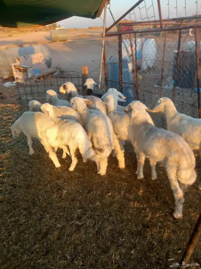 للبيع هرافي حريات مراح واحد العدد 11 طيبات وسليمه شرط 2