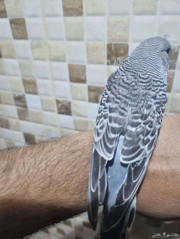 فرخ انجليزي اليف 0