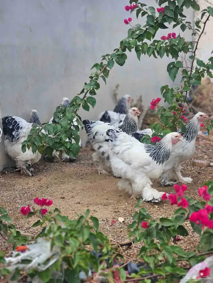 دجاج براهما كولمبي 0