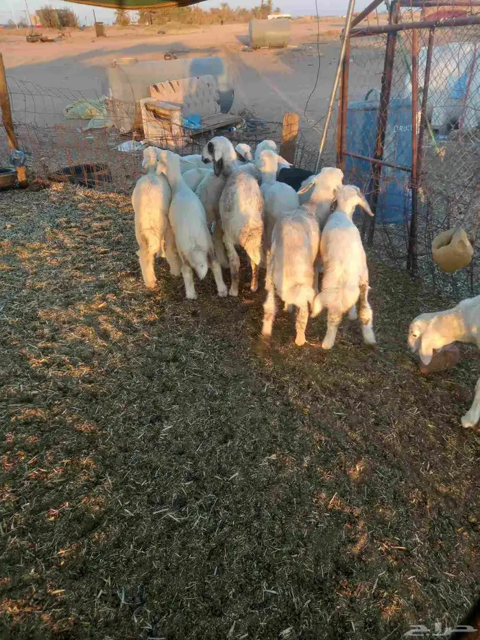 للبيع هرافي حريات مراح واحد العدد 11 طيبات وسليمه شرط 0