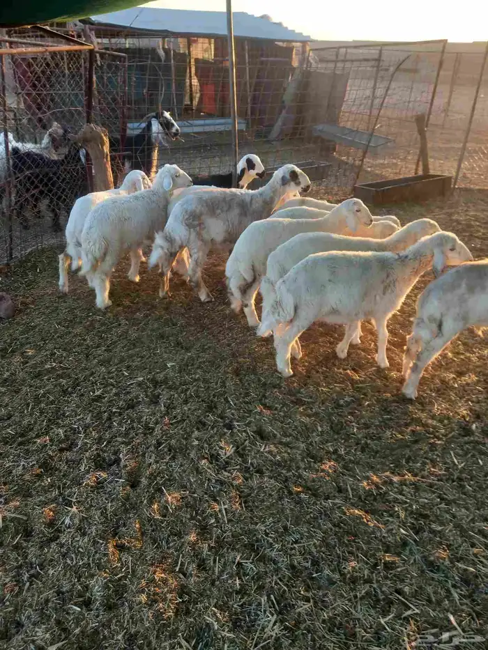 للبيع هرافي حريات مراح واحد العدد 11 طيبات وسليمه شرط 6