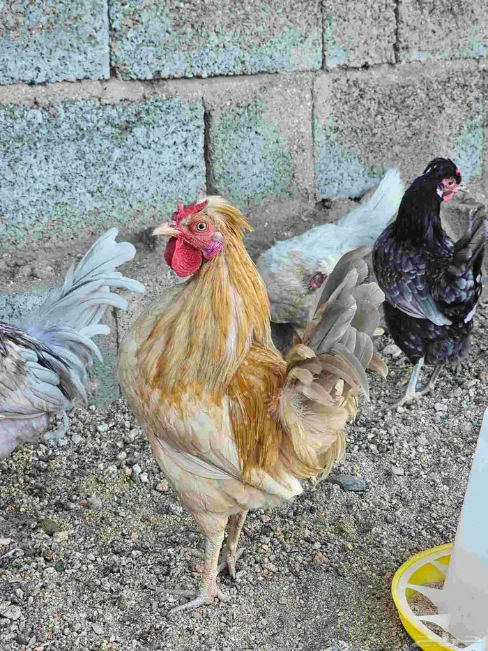 دجاج عربي كويتي هزاز 0